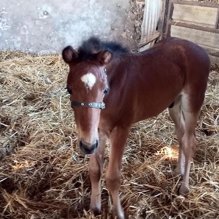 La Giraudiere Batisse Au Calme 2 A 4 Personnes Soulgé-sur-ouette 外观 照片
