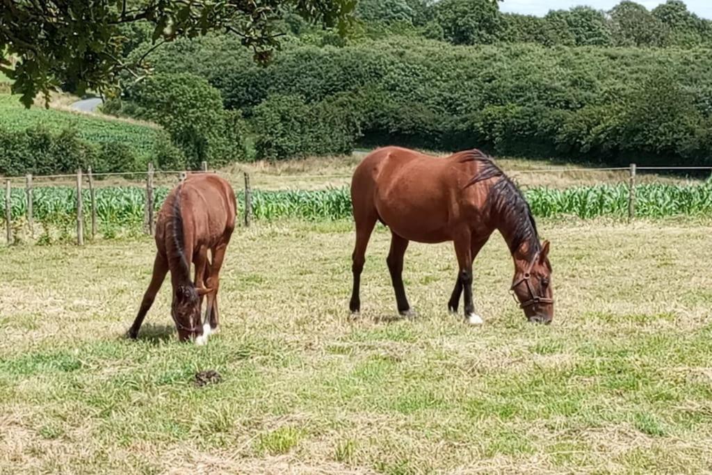 La Giraudiere Batisse Au Calme 2 A 4 Personnes Soulgé-sur-ouette 外观 照片