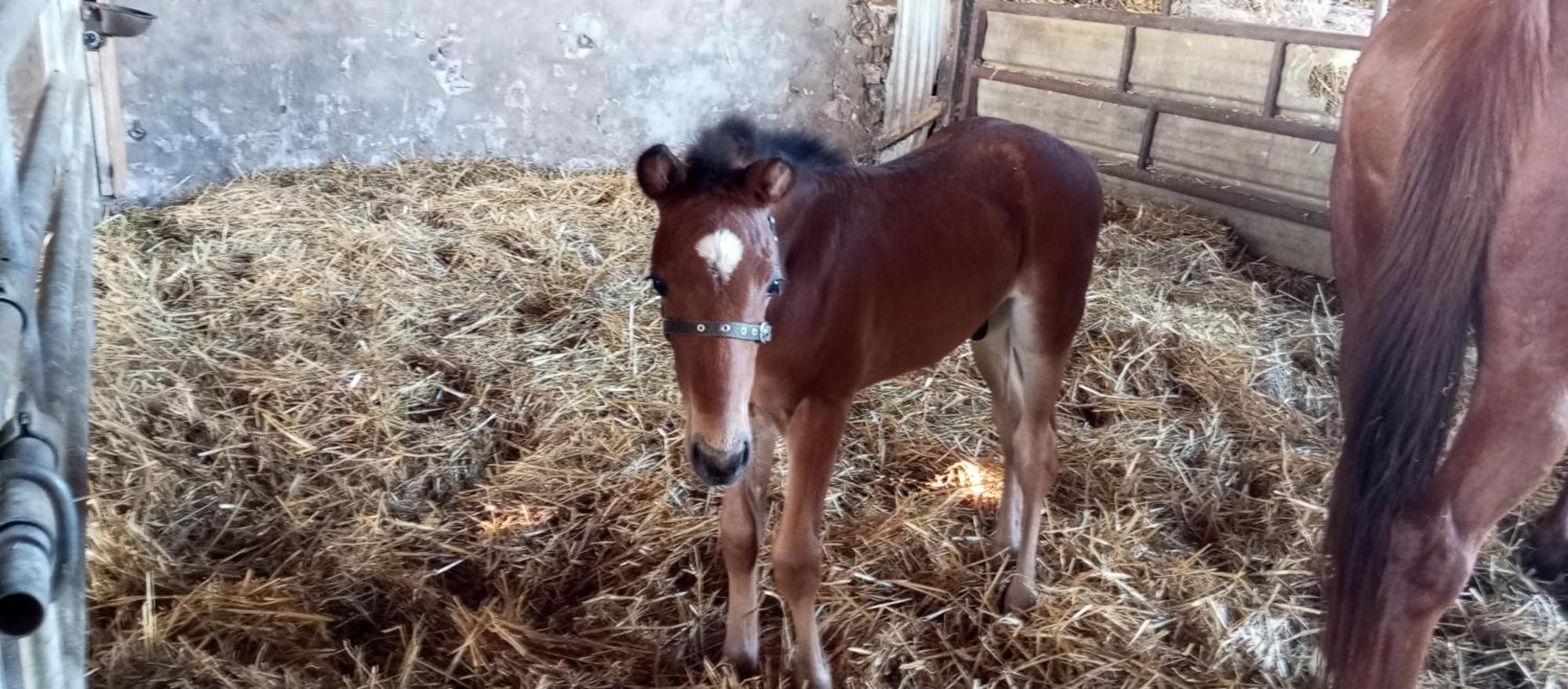 La Giraudiere Batisse Au Calme 2 A 4 Personnes Soulgé-sur-ouette 外观 照片